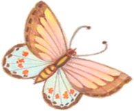 butterfly1